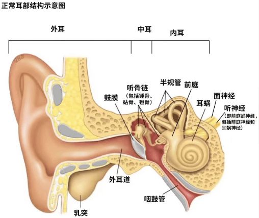 哪个品牌的夹耳耳机好用？五款热门夹耳耳机推荐(图6)